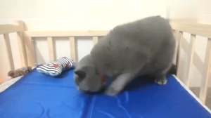 Pet Dog Self Cooling Mat Pad ice gel Waterproof Dog Bed Sleeping Mat Pad