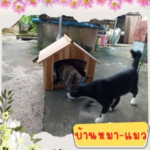 บ้านหมา บ้านแมว เหมียว บ้านไม้นก บ้านน้อง สำหรับ สุนัข แมว นก หนู กระรอก ชูก้า ไกรเดอร์ นกหงษ์หยก ทำจากไม้สักทอง สวยแข็งแรง ขนาด 42x36x35cm