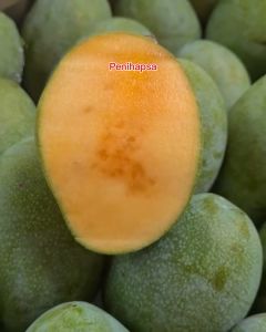 Bibit Mangga Manalagi 1 Meter Hasil Okulasi