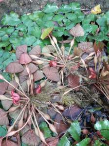 Cây ấu giống (combo 30 cây)