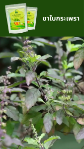 ชาใบกระเพรา ตราไร่กฤติยา (Holy Basil Leaf Tea)