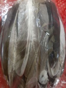 SULAM BULU SAYAP JAGO ISI 50(Bangkok)