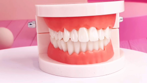 1PCS Dental Teeth Model Dentist student Model for Teaching Dentistry Material Dentist Tools Dental Lab Model