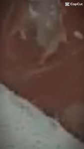 Nguyên liệu Spa - Bột rửa mặt the mát tinh thể lạnh sạch da ngừa mụn sáng bừng sảng khoái kiềm dầu khoá lỗ chân lông