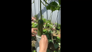 Keranixy 100PC Fruit Protect Net Non-woven Breathable Mesh for Garden Anti Insect Vegetable Storage Bag