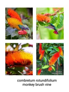 KKB Monkey Brush Vine Plant Combretum Rotundifolium