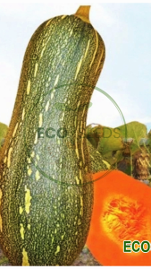 [EcoSeeds] Combo 2 Gói Hạt Giống Bí Ngô Mật Việt Á - Bí Đỏ Mật Cao Sản Dễ Đậu Quả - Gói 10g