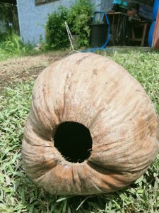 รังนกหงส์หยกกระรอกกระแตทำจากมะพร้าว