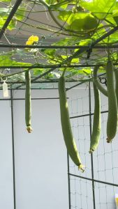 10 Ống thép bọc nhựa phi 11 dài 150cm chính hãng Daim làm khung trồng cây giàn leo