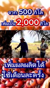 ปุ๋ยน้ำลาวา LAWA  ชนิดเข้มข้น มีธาตุอาหารที่พืชต้องการ โปรยกลัง ศูนย์จำหน่ายลาวา ของแท้100%