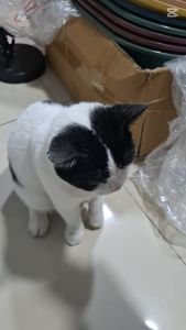 Găng tay chảy lông chó mèo găng tay massage chó mèo găng tay lấy lông rụng chó mèo - Nuôi Pet Shop