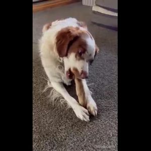 Chewie Chews Daily Dental Brushies: A Comprehensive Guide