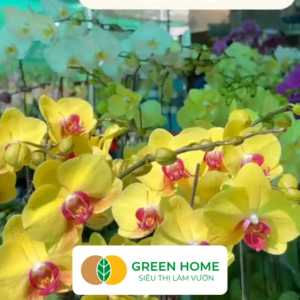 Phân Bón Thông Minh Rynan GreenHome Túi 90gr Giải Pháp Dinh Dưỡng Tan Chậm Cho Lan Và Cây Cảnh