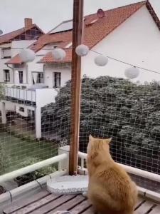 Transparent Mesh Cat Fence for Balcony-Pet Safety Net Windows Indoor/Outdoor Cats Birds Garden Fruit&Vegetable Protection Net