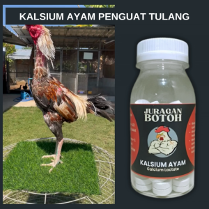 Kalsium Ayam Juragan Botoh Sebagai Penguat Tulang Dan Otot Ayam Aduan