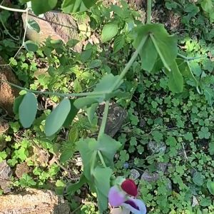 100pcs Plants Vegetable Fastening Clip Garden Vine Strapping Clips Invisible Wall Vines Fixed Clip