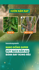Nano Đồng Super BS37 Rửa Vườn Sát Khuẩn Diệt Nấm Rong Rêu 500ml - Lưu Dẫn Nhanh - Bác Sĩ Cây Xanh