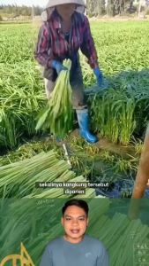 Benih Bibit Kangkung Bangkok Lp1 1500 butir Cap Panah Merah kangkung Darat