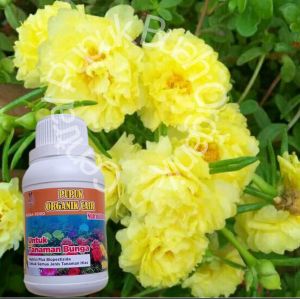 Pupuk Bunga Krokot Vinca Episcia Tanaman Hias