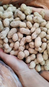 [BUY1 TAKE1] Garlic Roasted Peanuts 500g-1kg | Crispy Peanut Snack | Healthy High Protein Nuts | With Shell