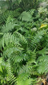 ต้นผักกูด ( Diplazium esculentum ) ถุงดำ 5 นิ้ว ซื้อ 3 แถม 1