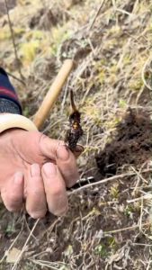 1 gram Đông trùng hạ thảo Tây Tạng đông trùng nguyên con hầm gà hầm xương pha trà