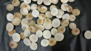 Natural India Gomathi Chakra Per Piece 100% Original