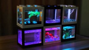 Bể Cá Betta Có Thể Kết Hợp Đèn Chìm Mini Để Trên Bàn Làm Việc Giúp Tinh Thần Thoải Mái