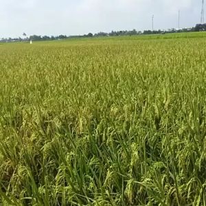 BIBIT BENIH PADI BIONI 63 ORIGINAL