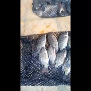 Essen Oplosan Ikan Mas & Aroma Pandan Kemangi