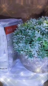 Beautederm Travel Set Set Pack Promo With Free Gift Offer