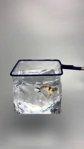 PVC / Plastic Net Scooper for Fish (7cm)