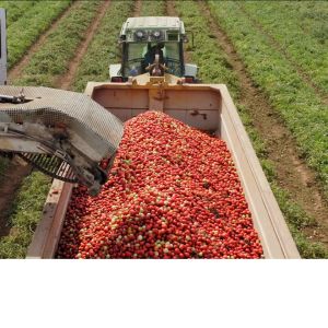 A Comprehensive Guide to Whole Peeled Tomatoes: Italian Brands & Large Cans