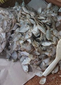 Ikan Asin Ikan Petek Kering Murah 1 Kg