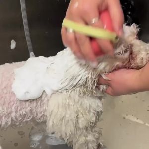 Pet Bath Massage Brush With Shampoo Dispenser Soft Silicone Bristles For Cats Dogs Grooming Cleaning Foam Rich Dual Use