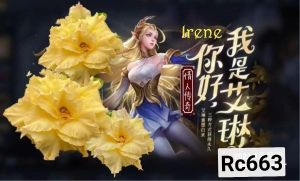 Adenium Kemboja Bonsai ID Rc 663 /富贵花