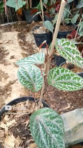 tanaman herbal sirih merah  Piper ornatum