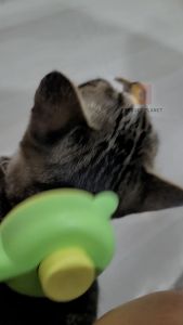 Pet Comb Cat Comb Grooming Dog Comb Grooming Hair Fur Removal Sikat Kucing Deshedding Pet Fur Brush 宠物梳子猫狗梳子去浮毛