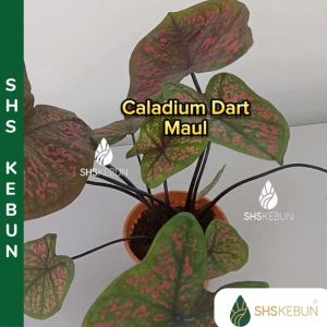 Caladium Dart Maul/Keladi Darth Maul Hot Lava Keladi Hibrid Keladi Kahwin Pokok Hidup Hiasan 彩叶芋 SHS Kebun