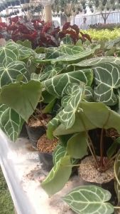 Tanaman Anthurium Crystallinum & Kuping Gajah: Dekorasi Ruangan Cantik