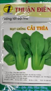 Hạt giống rau cải thìa hàng công ty Thuận Điền