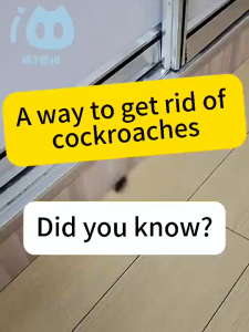 【Expensive! But effective】MNY  Cockroaches killer Cockroach bait Lipas killer Independent packaging quick effect suitable for multiple varieties Ubat lipas Ubat lipas dalam rumah 蟑螂药 蟑螂克星