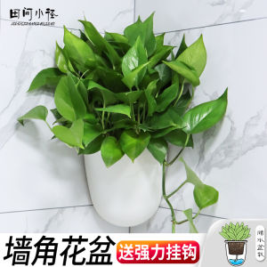 Wall Mounted Hydroponic Plant Pots Plastic Hanging Corner Planters for Lazy People Green Ivy Wall Planters Simple Style Garden
