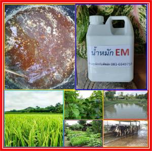 คุณภาพดี 1 ลิตร หัวเชื้อจุลินทรีย์อีเอ็ม ร่วมกับต้นไม้ ดับกลิ่นคอกสัตว์ บำบัดน้ำเสีย และนำไปขยายเชื้อได้ สำหรับในการใช้รดพืชผักสวนครัว