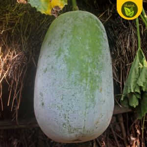 50 seeds condol kundol wintermelon binhi pantanim vegetable