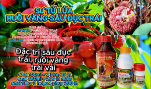 (Ruồi vàng sâu đục trái trên vải) Thuốc trừ sâu KTEDO 85EC - Sư Tử Lửa1l và Ruồi vàng - sâu đục trái: nước sữa mát cây trị ruồi vàng ruồi đục quả sâu đục trái trên vải