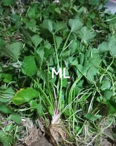 Pegagan segar daun antanan fres organik