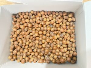 Hạt dẻ rừng tươi hạt tự nhiên 1kg tỷ lệ hạt mẩy cao