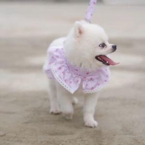 [HAKO PETSHOP] Tali Dada Traksi Lucu Bentuk Renda Hewan Peliharaan Kucing Anjing/Pet Leash and Harness Set/Set Tali Tuntun  Kucing Anjing Pet leash