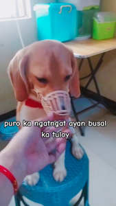 Adjustable Muzzle Busal Basket AntiBiting AntiBarking Muzzle Pet Dog Dogs Breathable Mouth Cover